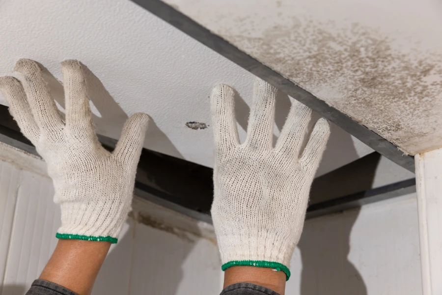 Signs Your Attic May Need Mold Removal Calgary, AB Signs Your Attic May Need Mold Removal Calgary, AB